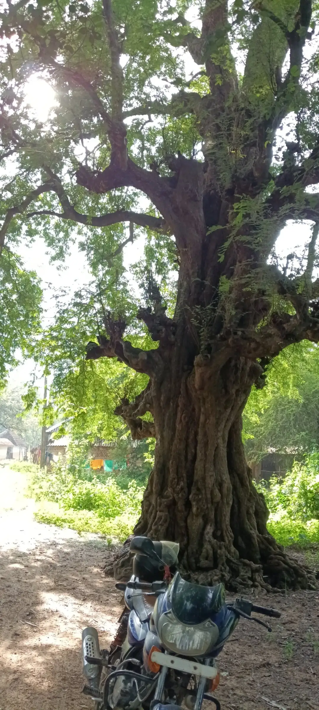 Ancient gnarled tree with a motorbike beneath