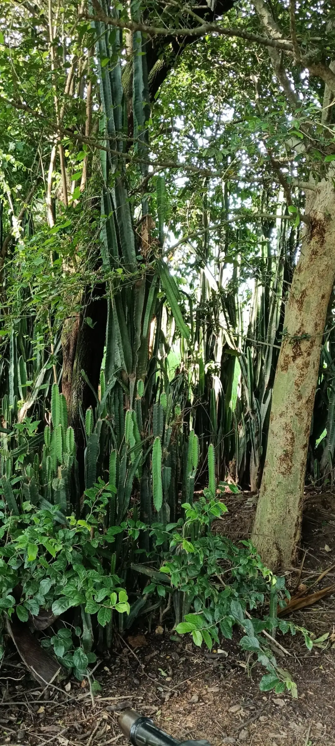 Dense bamboo thicket