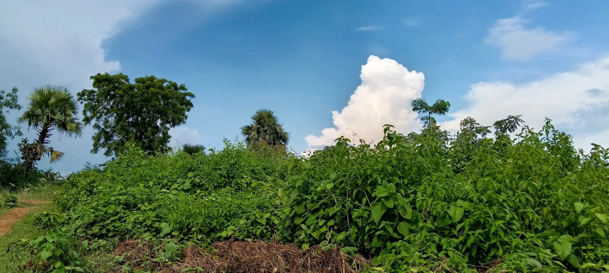 Dense greenery under a bright blue sky