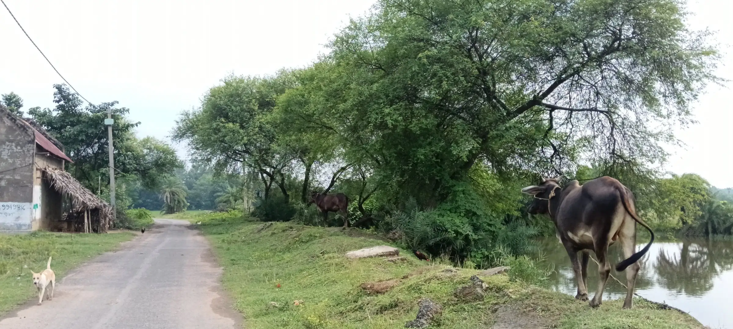 Buffalo grazing beside a narrow village road