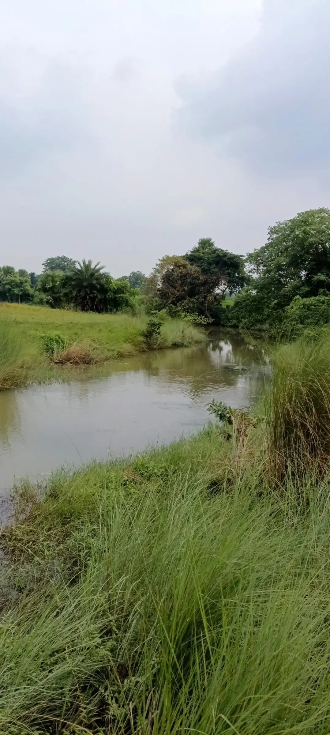 Grassy canal bank under an overcast sky