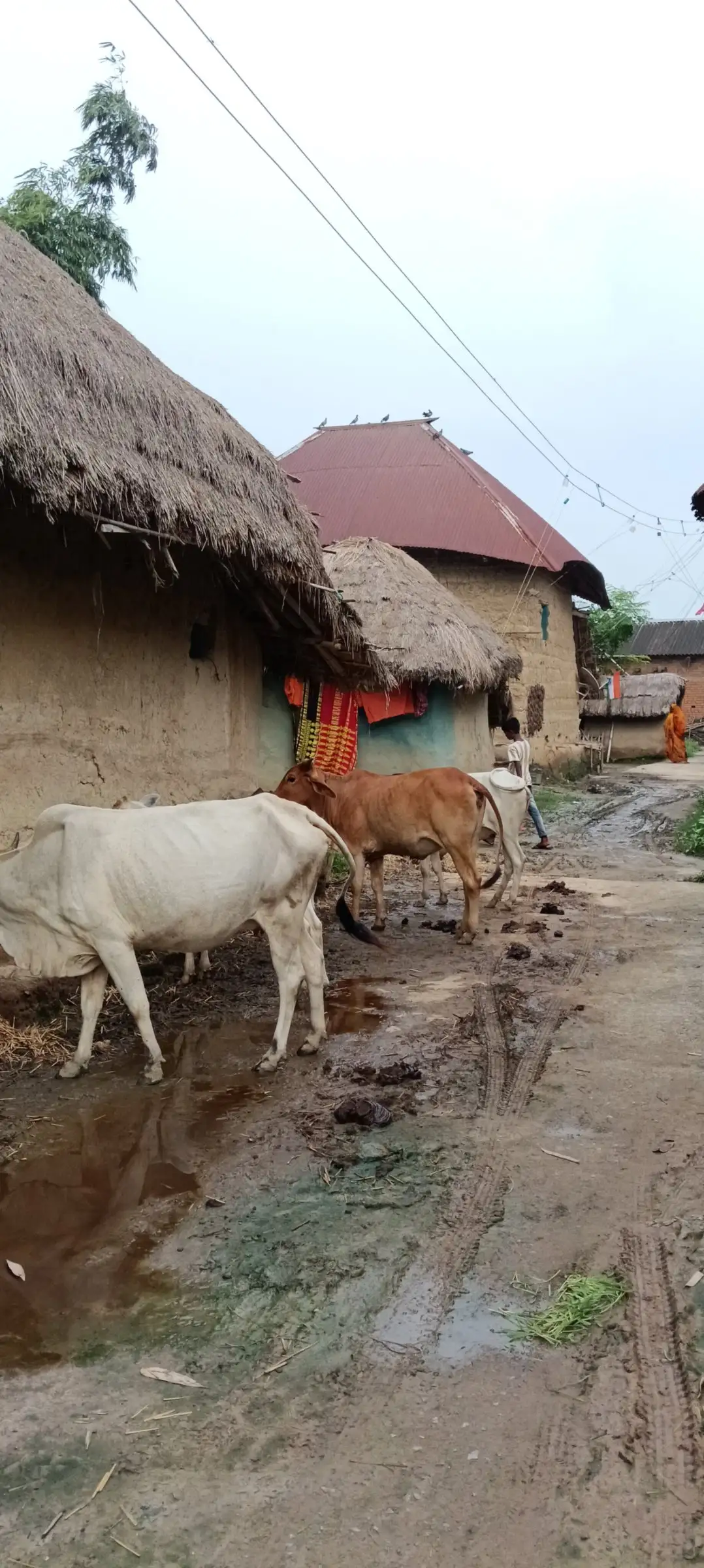 Cattle walking through a lane of thatched mud houses