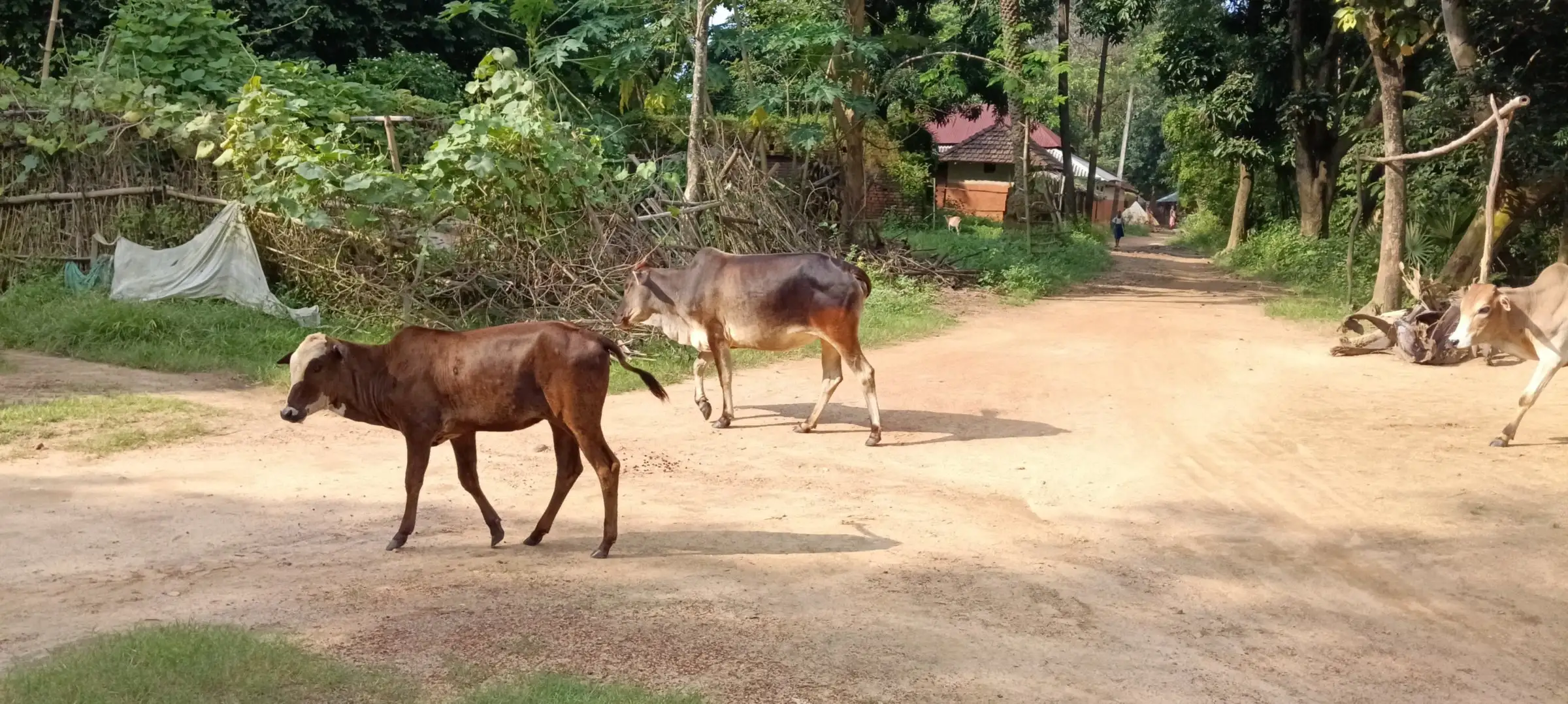 Cattle crossing a sunlit dirt yard in a village