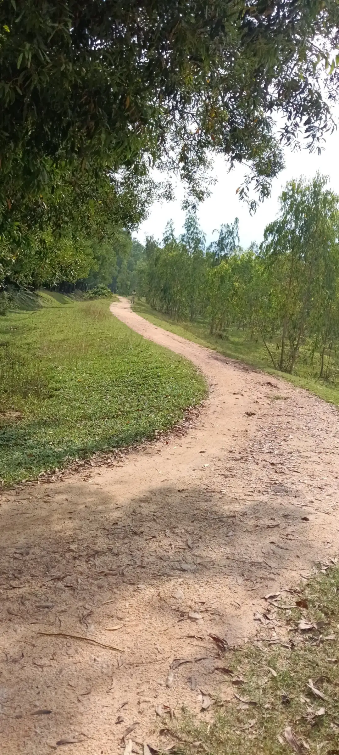 Curving forest trail on a grassy slope
