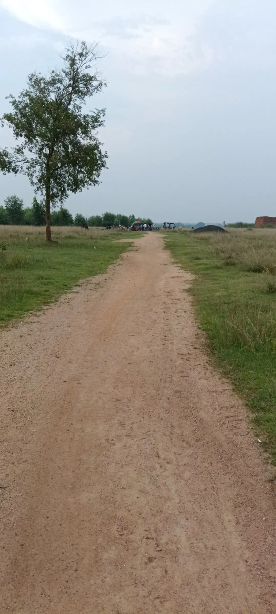 Dirt track leading towards a lone tree
