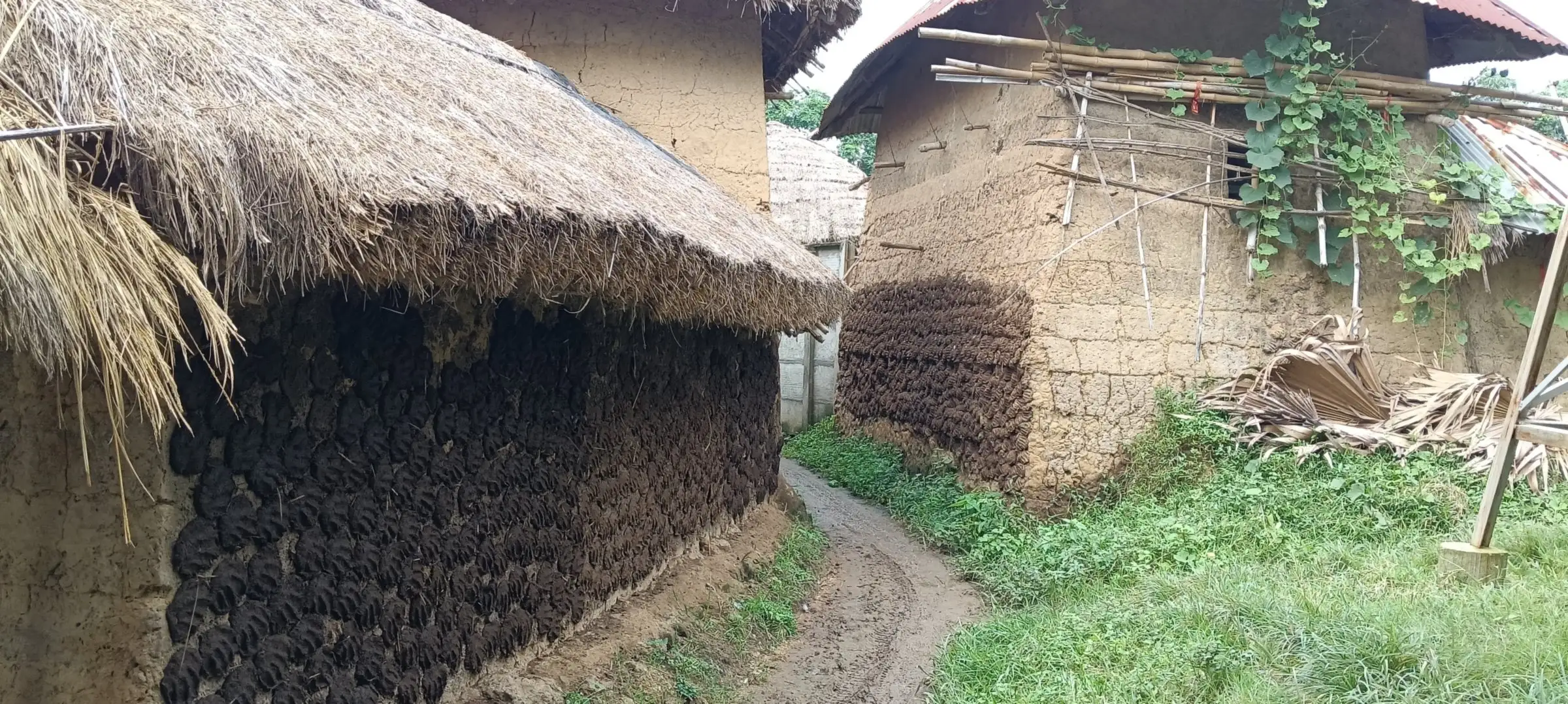 Thatched mud houses with dung cakes drying on the walls