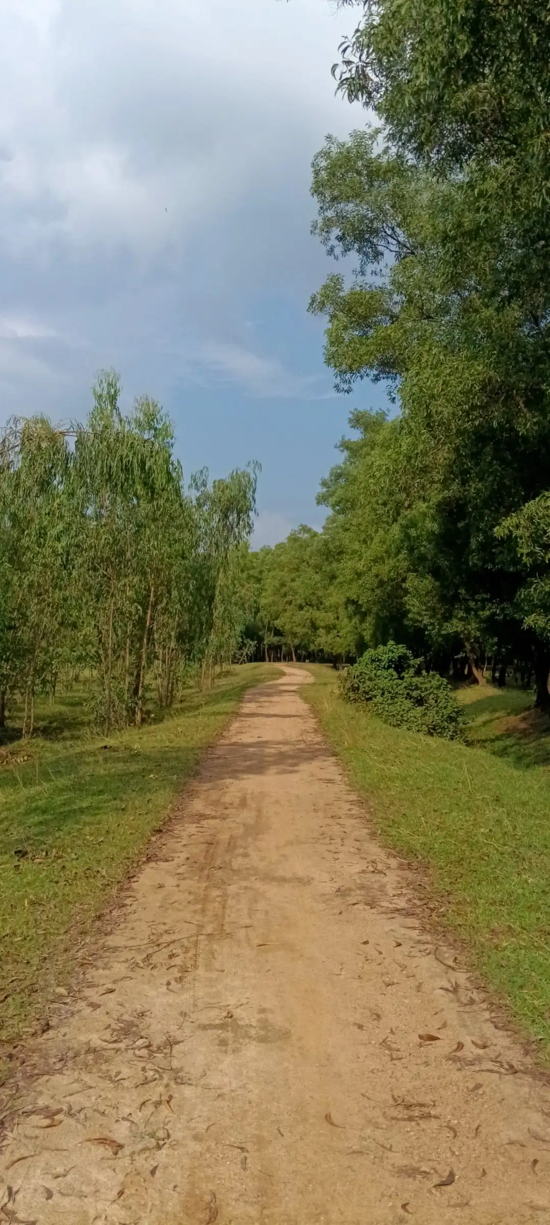 Trail along a tree-lined embankment