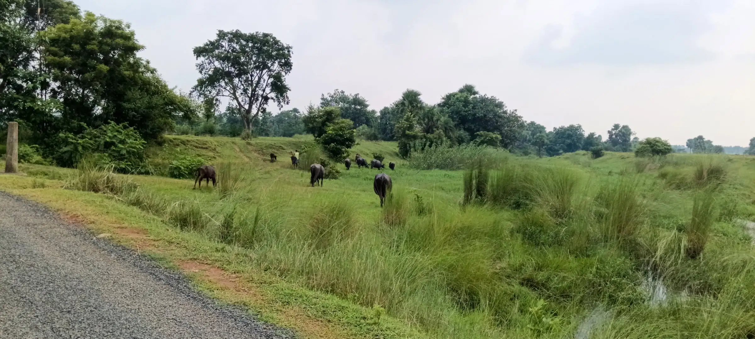 Cattle grazing in a lush meadow