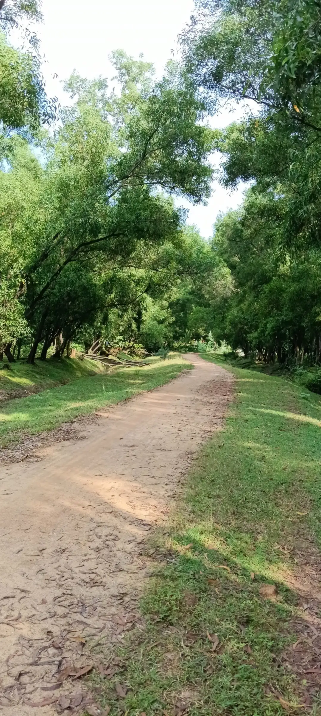 Green corridor of trees over a dirt path