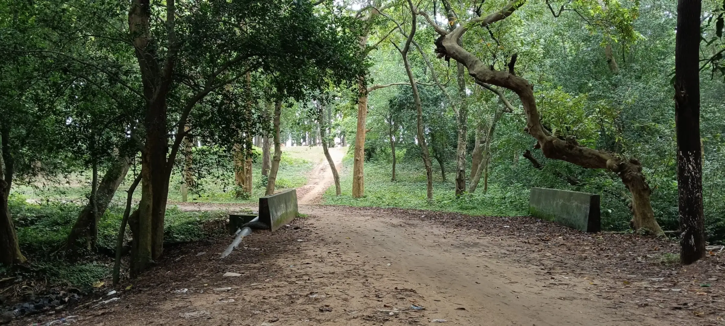 Winding path through a shaded grove