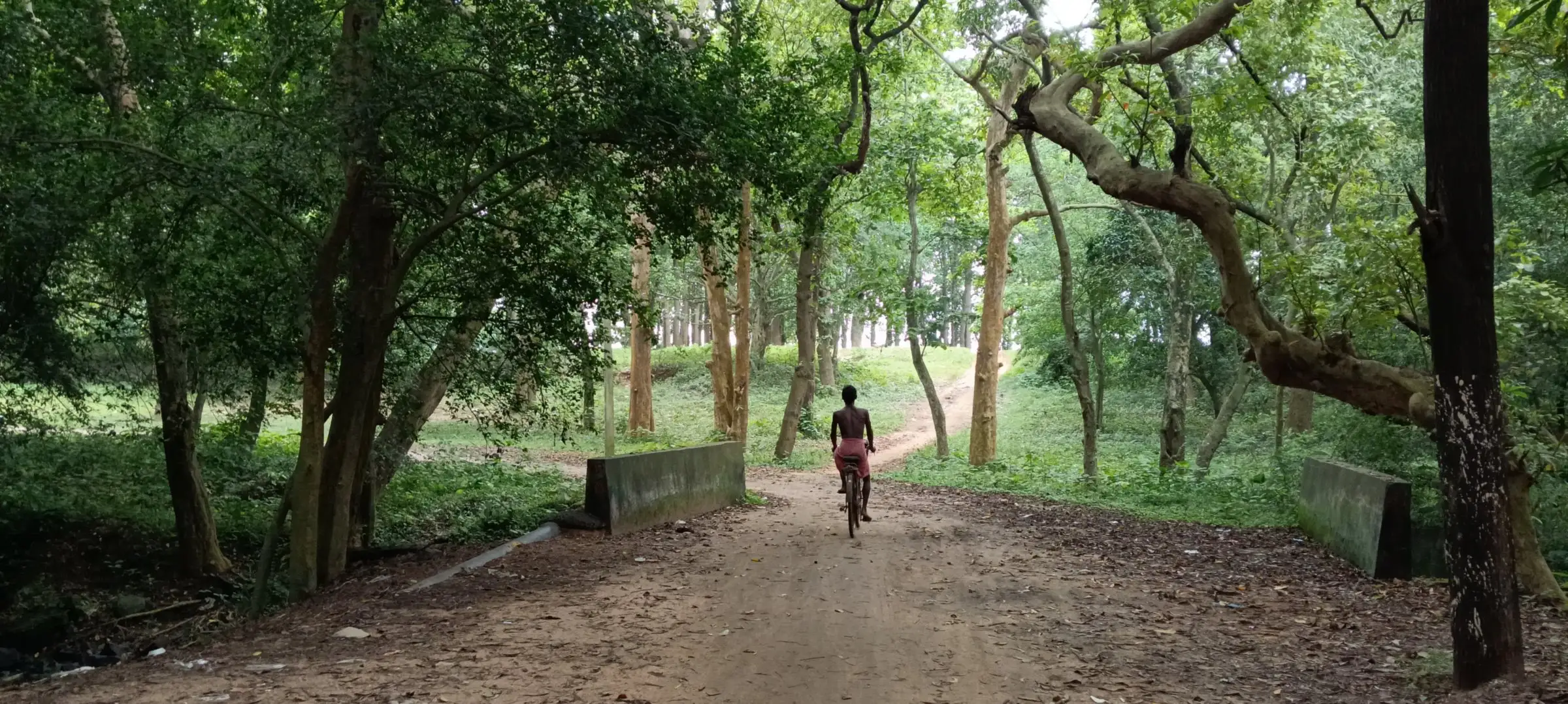 Person walking through a shaded grove