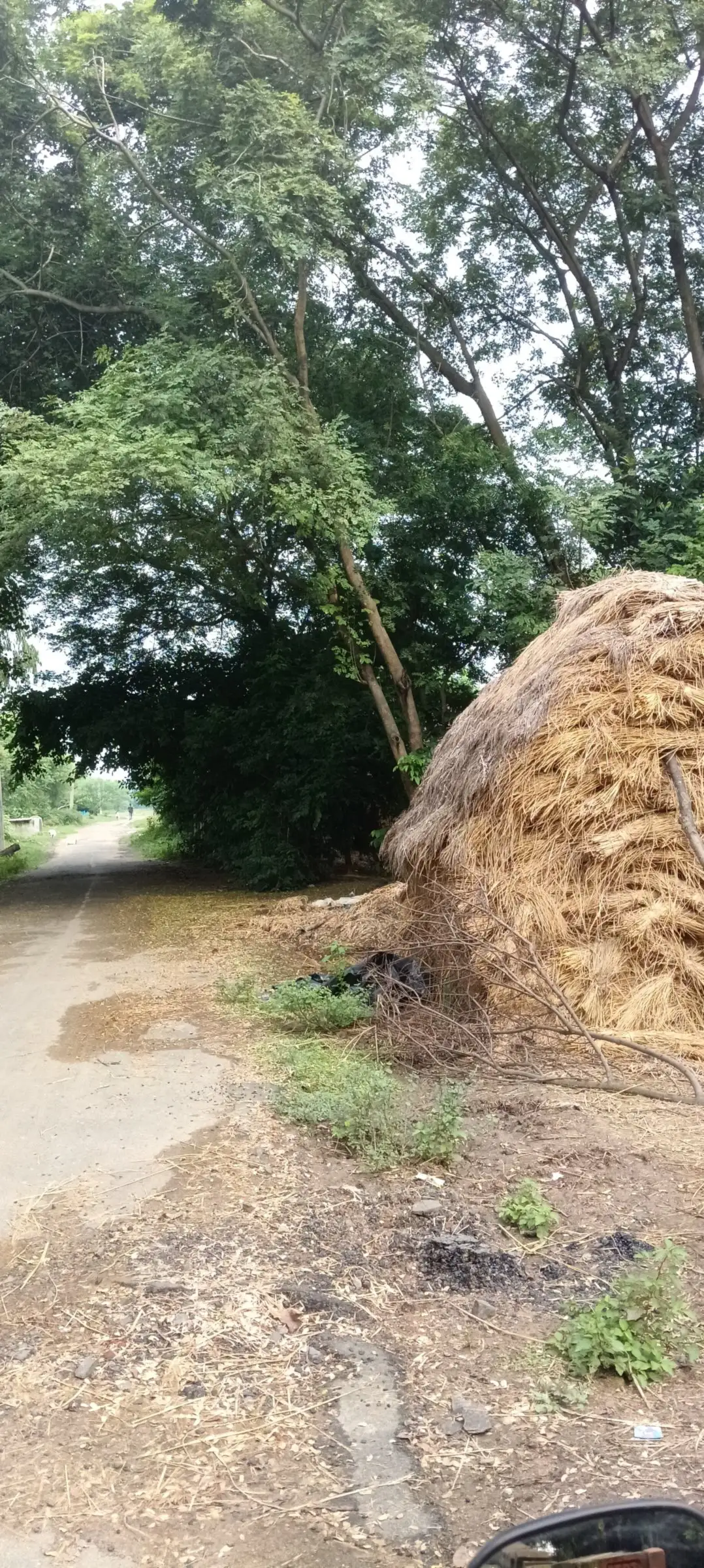 Tall haystack under a leafy canopy on a village path