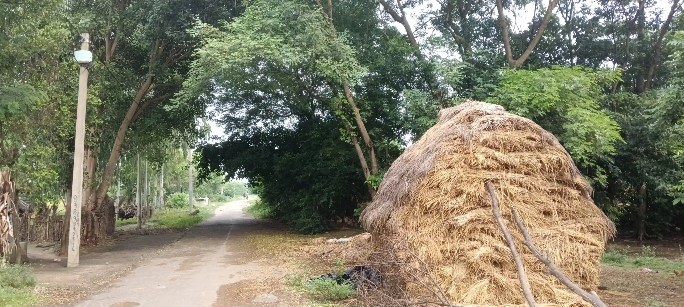 Village lane lined with trees beside a large haystack