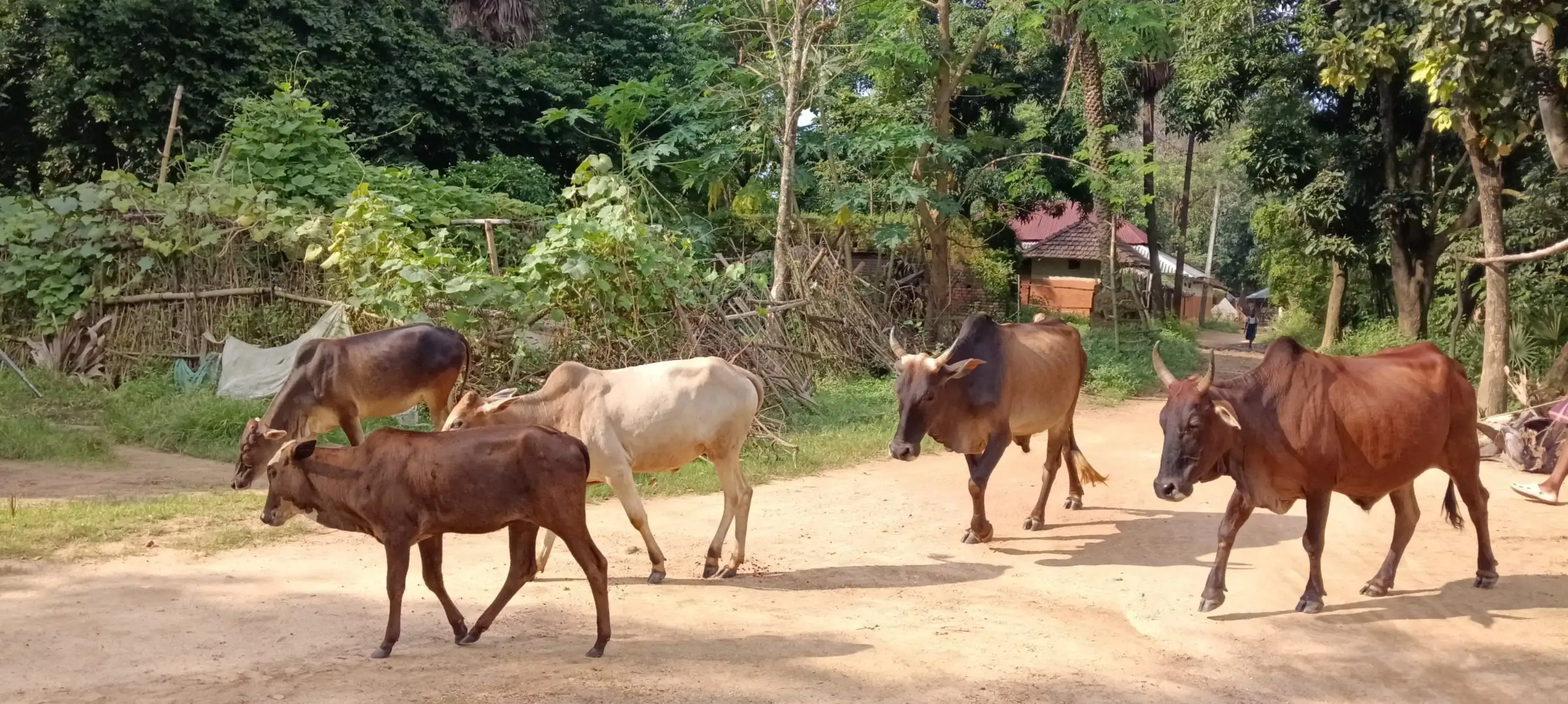 Herd of cattle on a red-earth village road