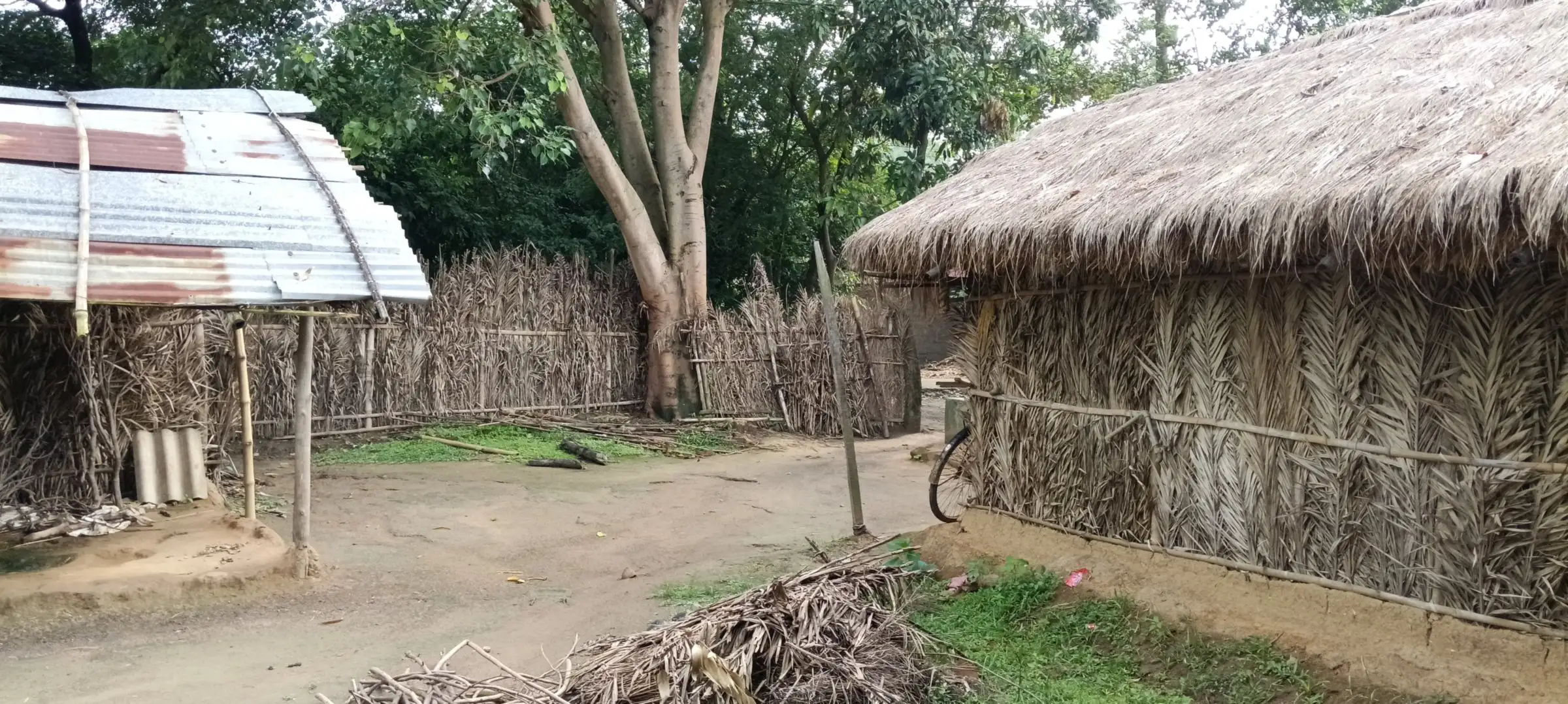 Thatched hut beside a tin shed under tall trees
