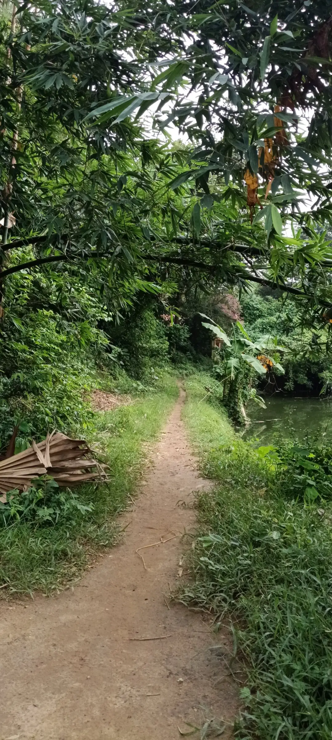 Footpath through dense jungle undergrowth
