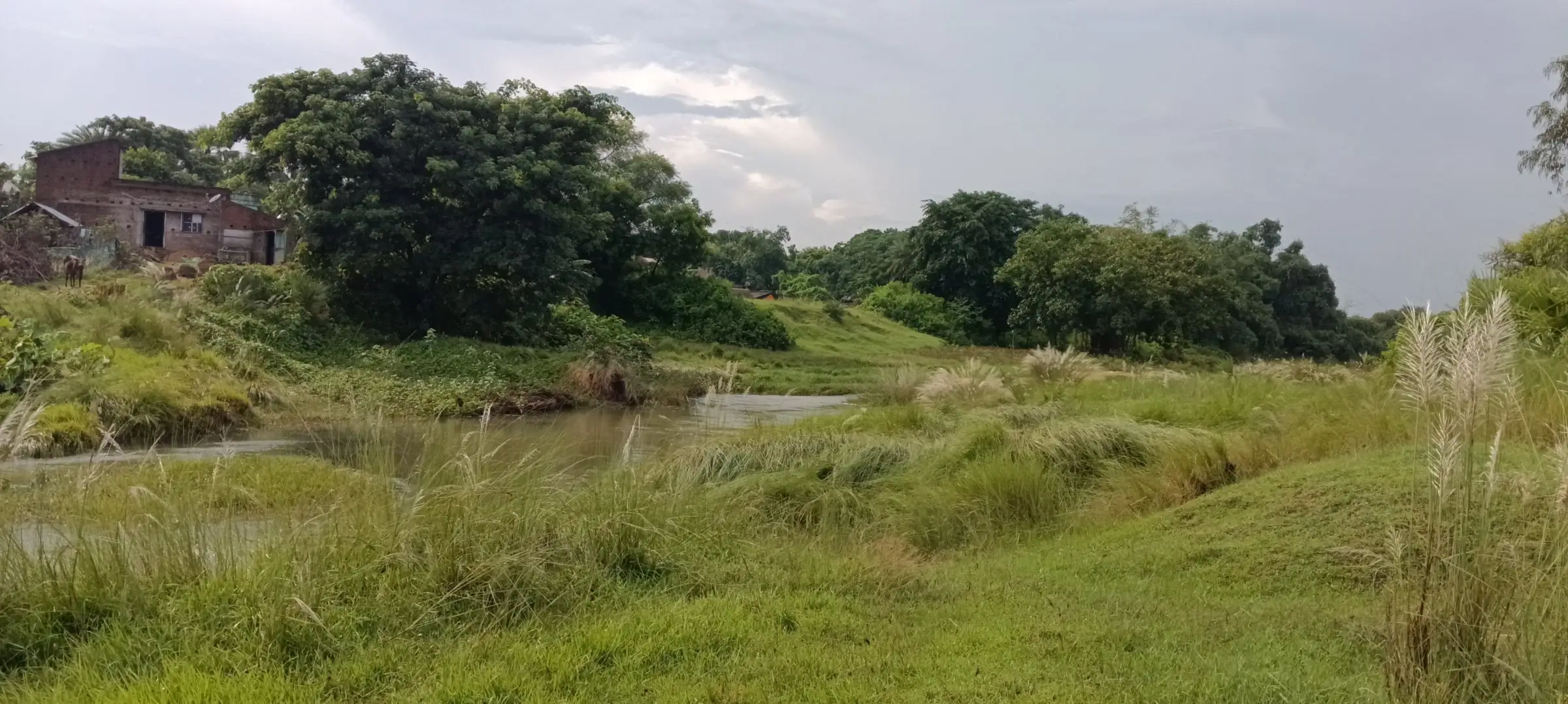 Stream edged with kash grass and an old ruin