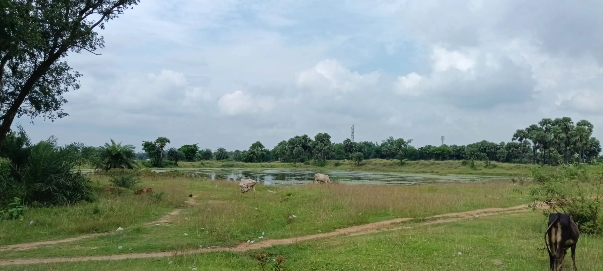 Meadow sloping down to a distant lake