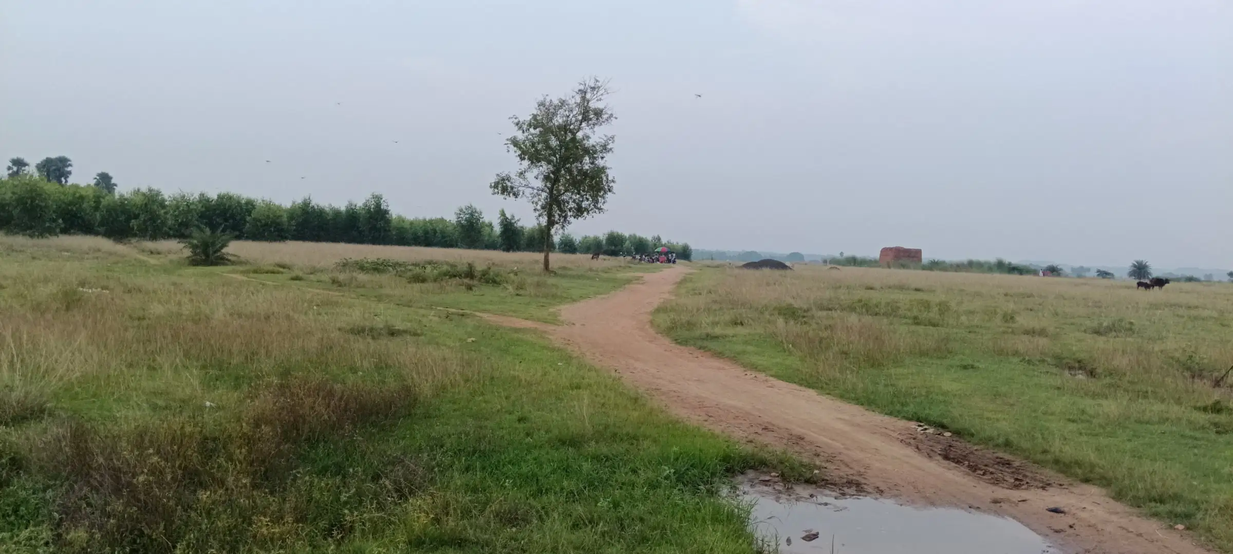 Trail across a wide meadow with a single tree
