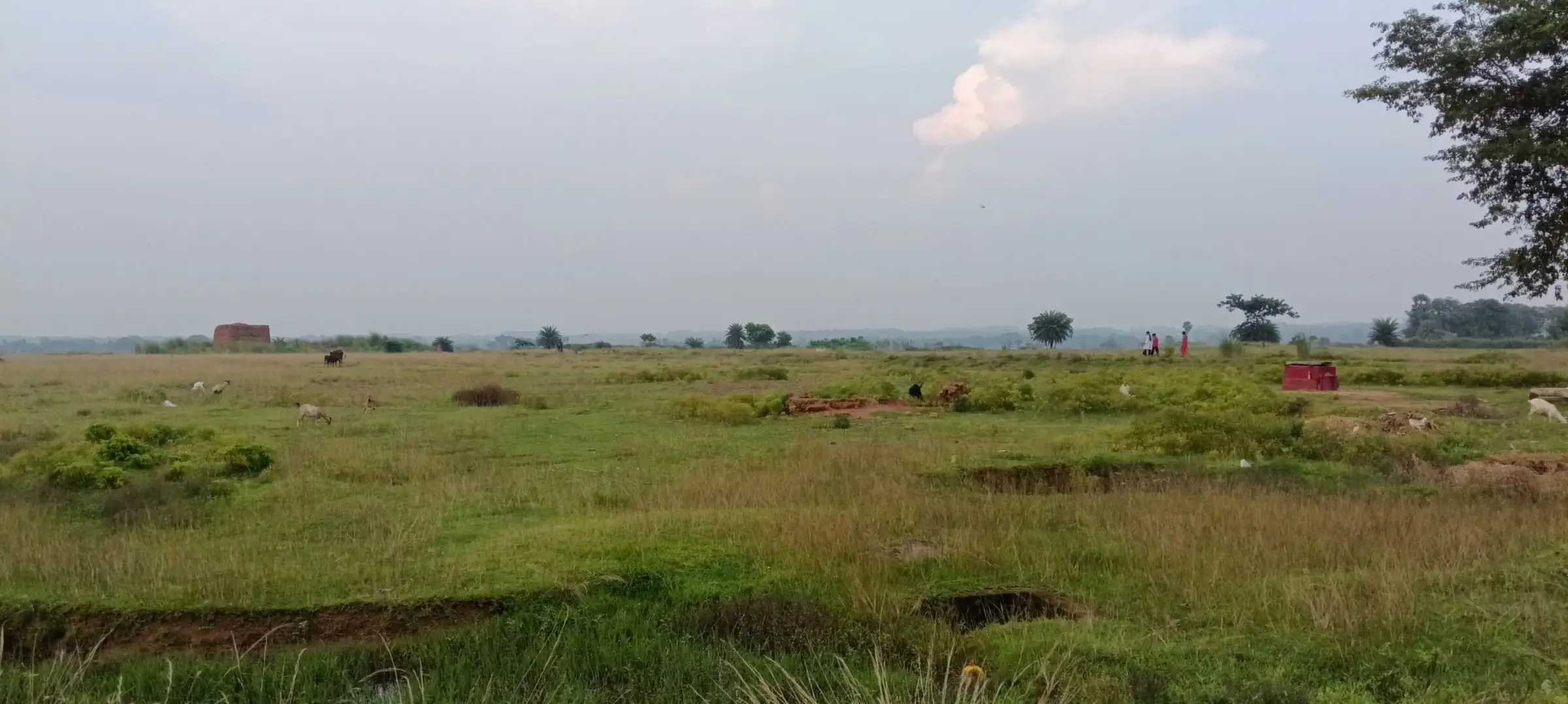 Open grassland stretching to the horizon