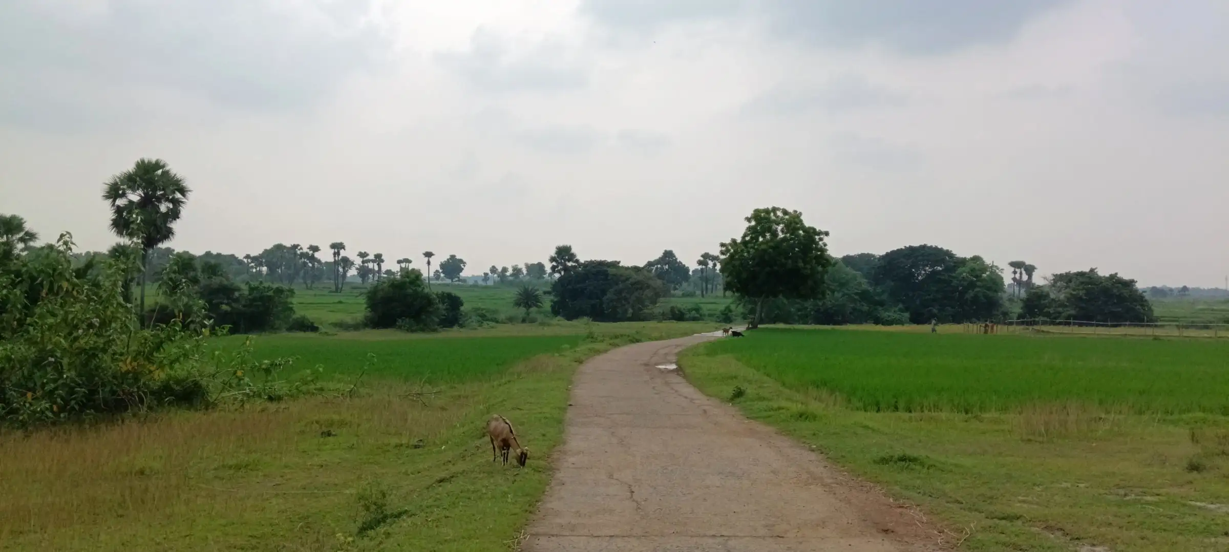 Road cutting through bright green paddy fields