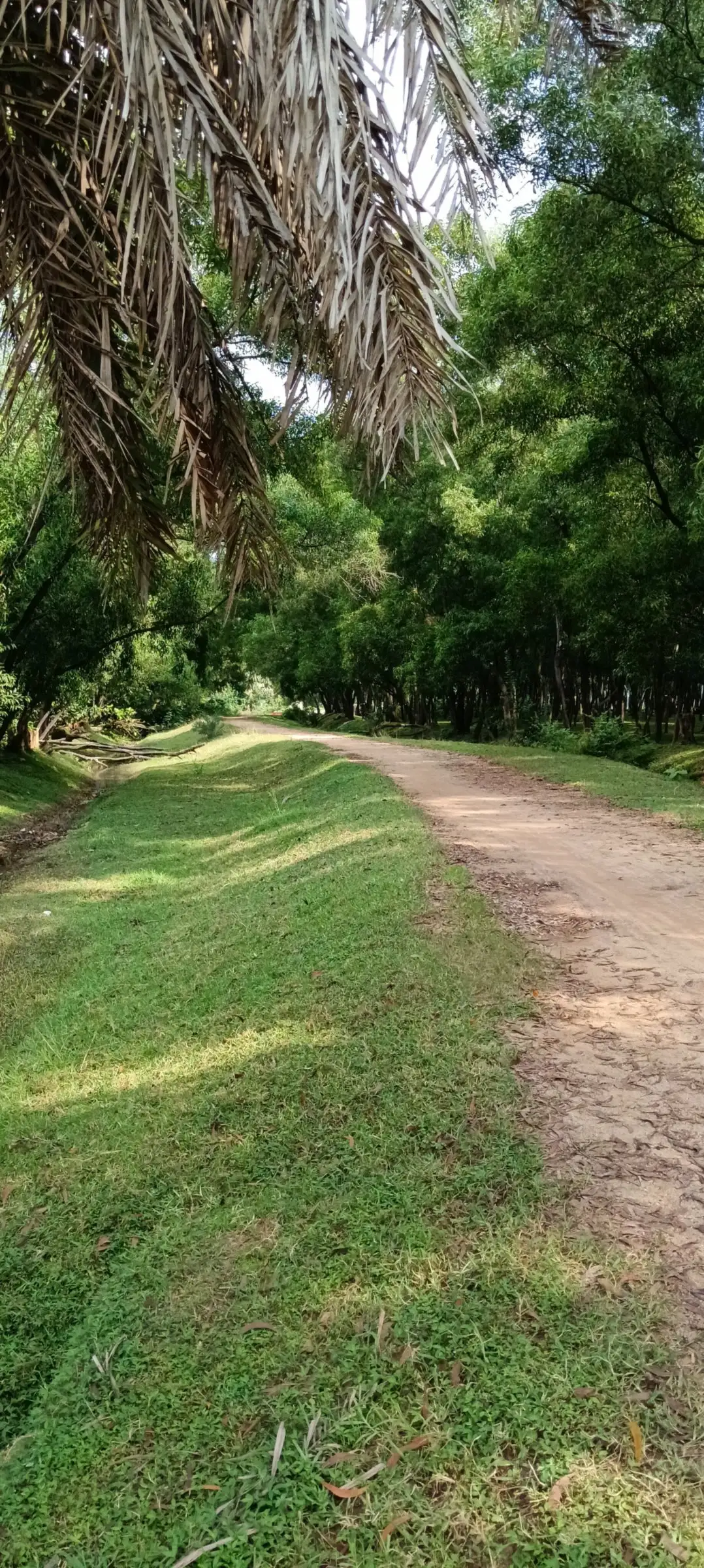 Path framed by palm fronds and grass