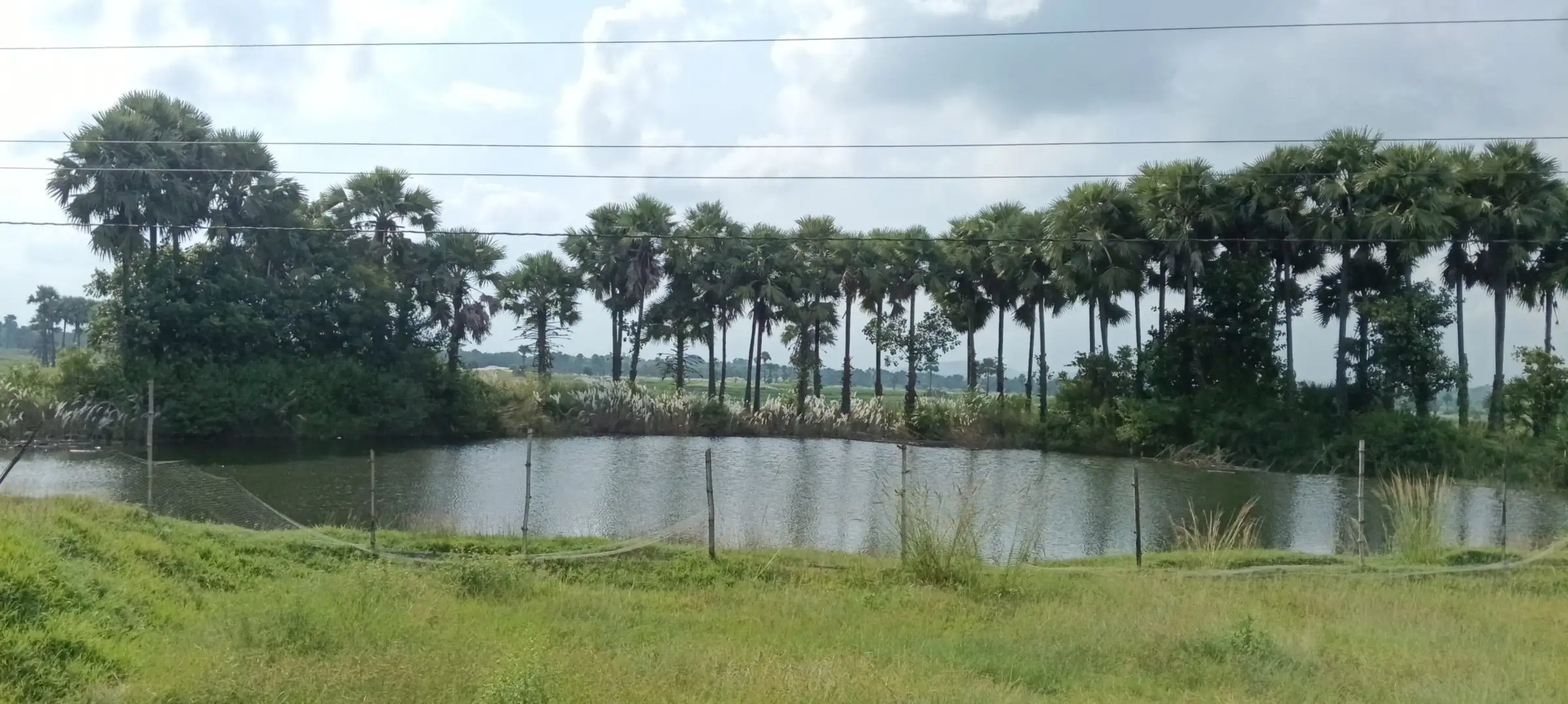Row of palm trees reflected in a lake