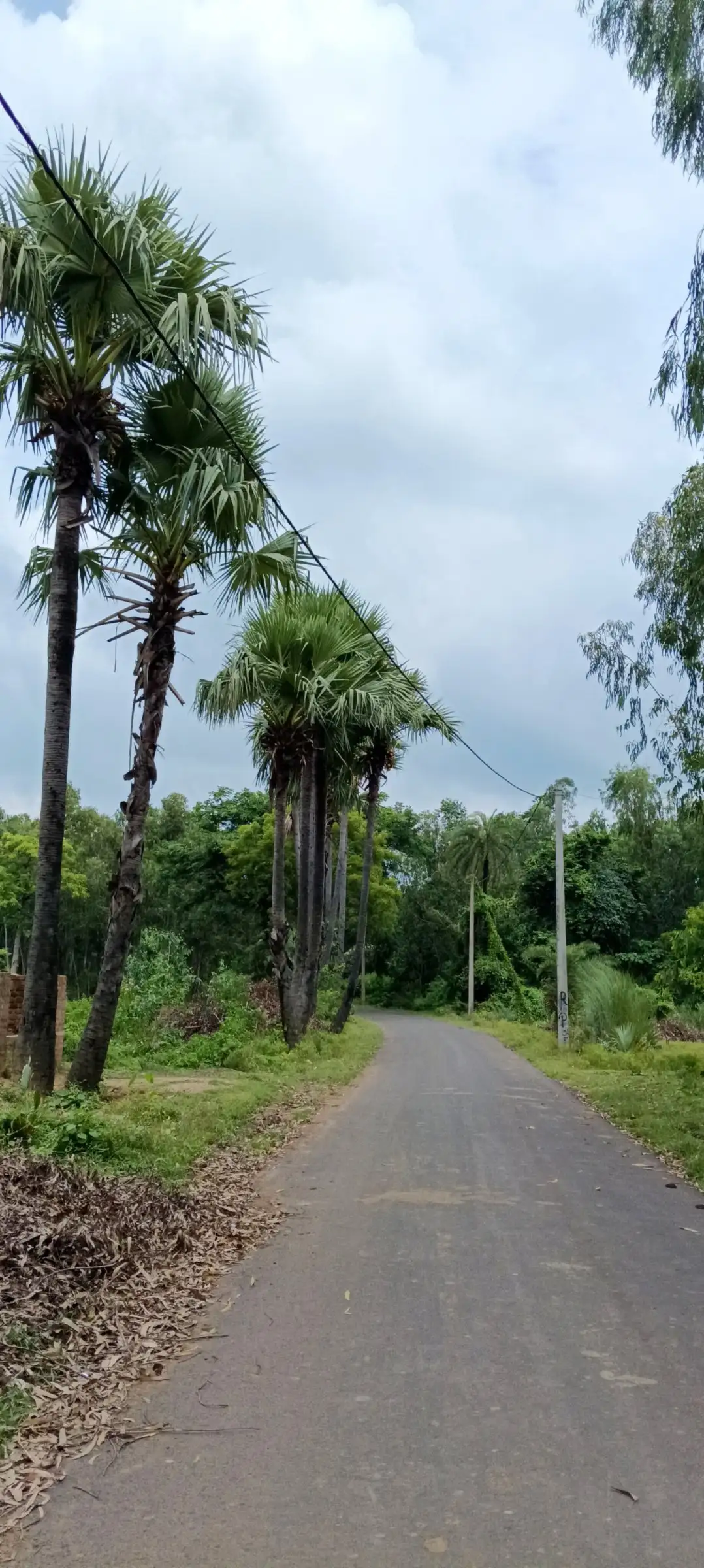 Narrow road lined with tall palm trees