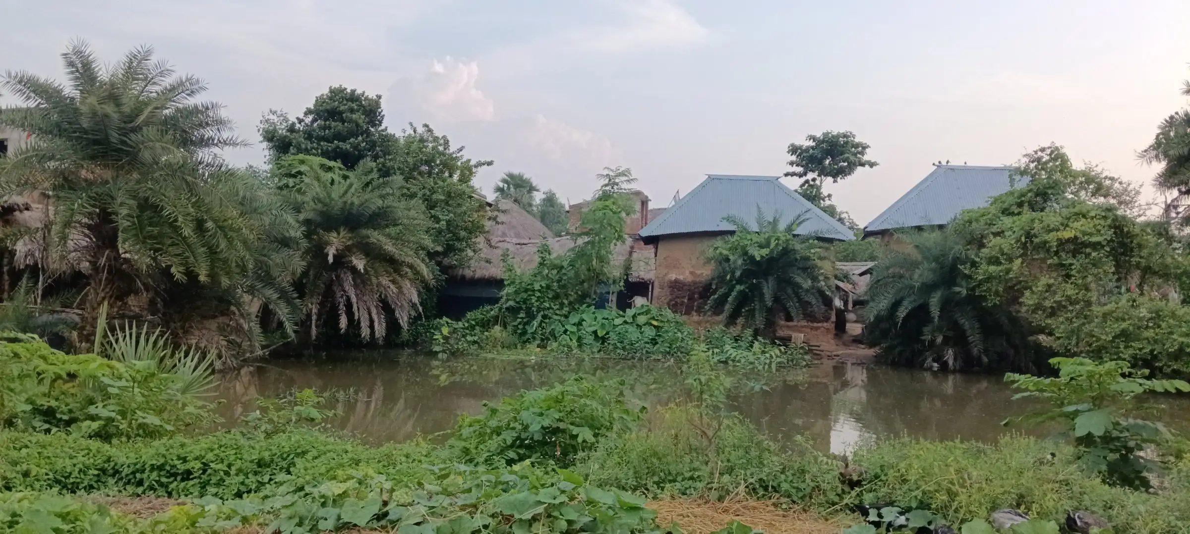 Wide view of a palm-fringed pond at dusk
