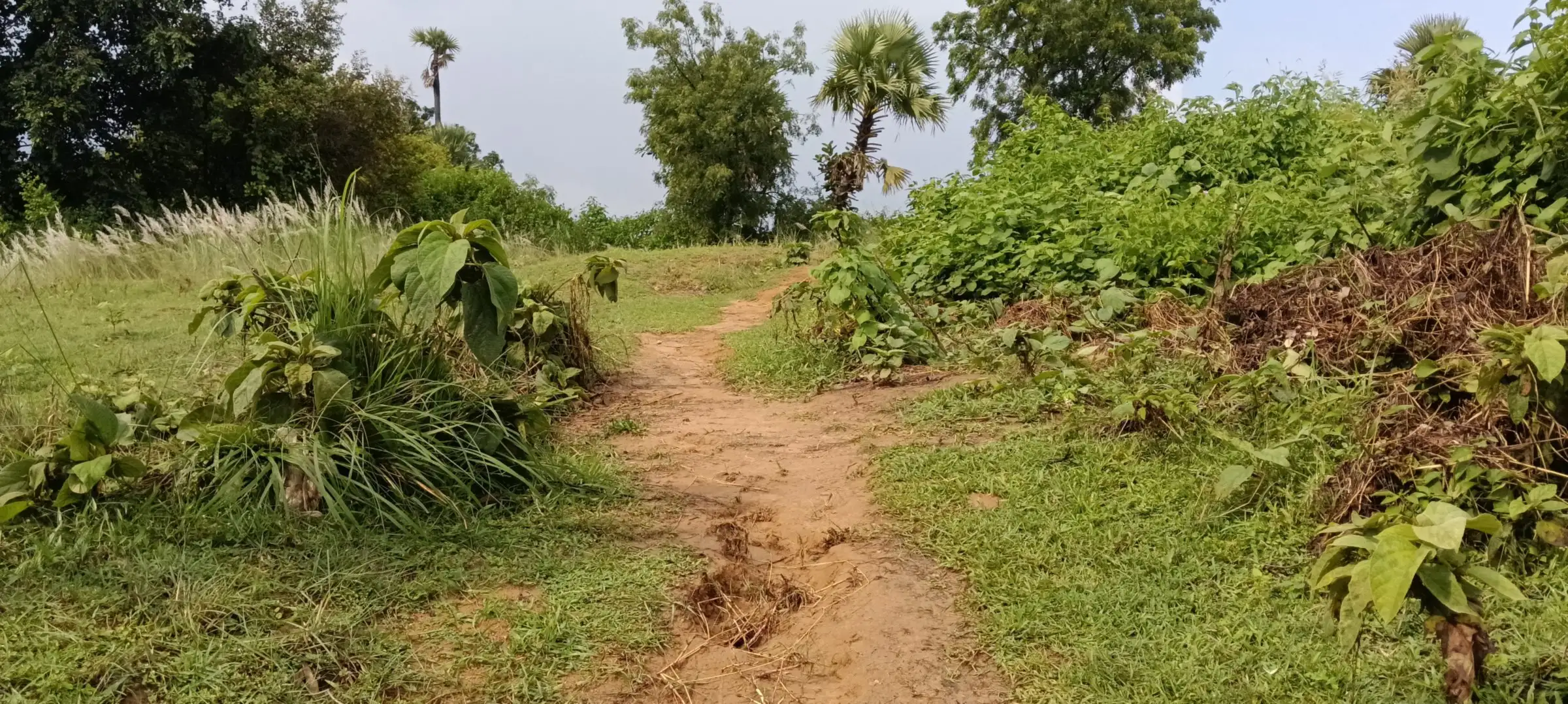 Red-earth trail through wild shrubs