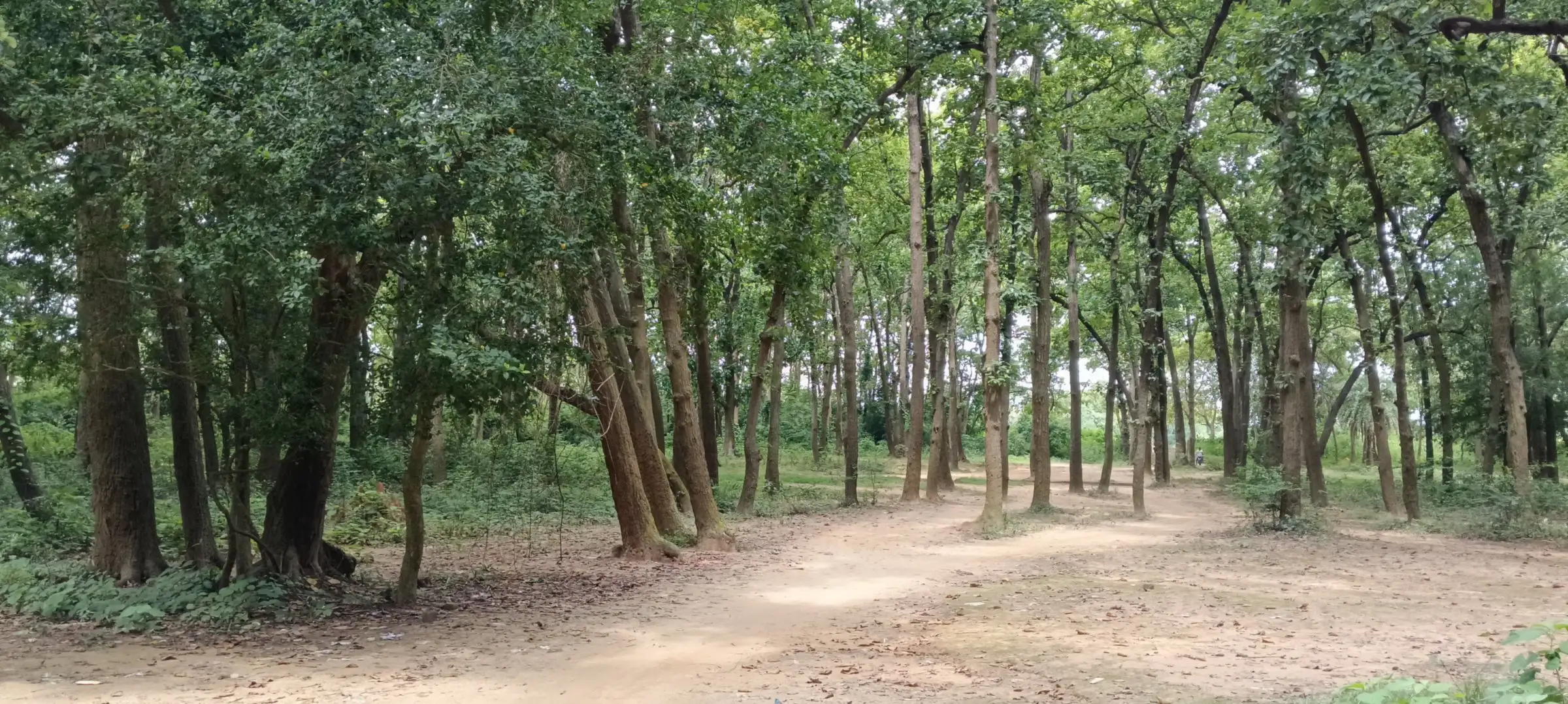 Clearing in a sal forest