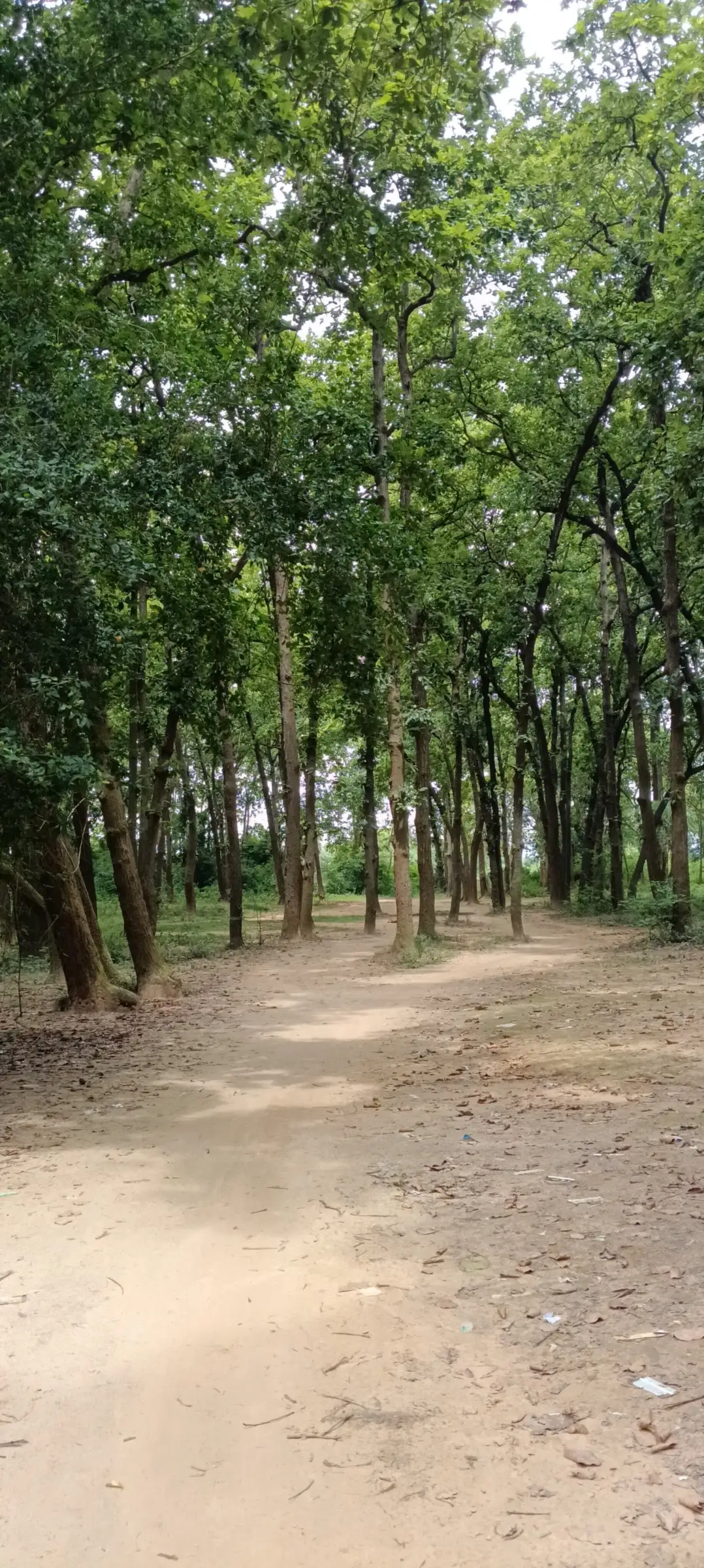 Path between tall sal trees