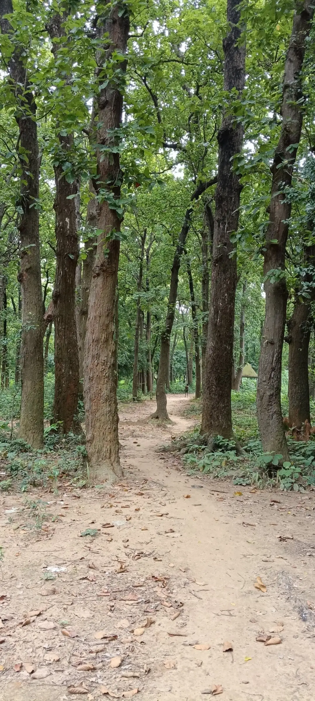 Straight trunks of a sal forest