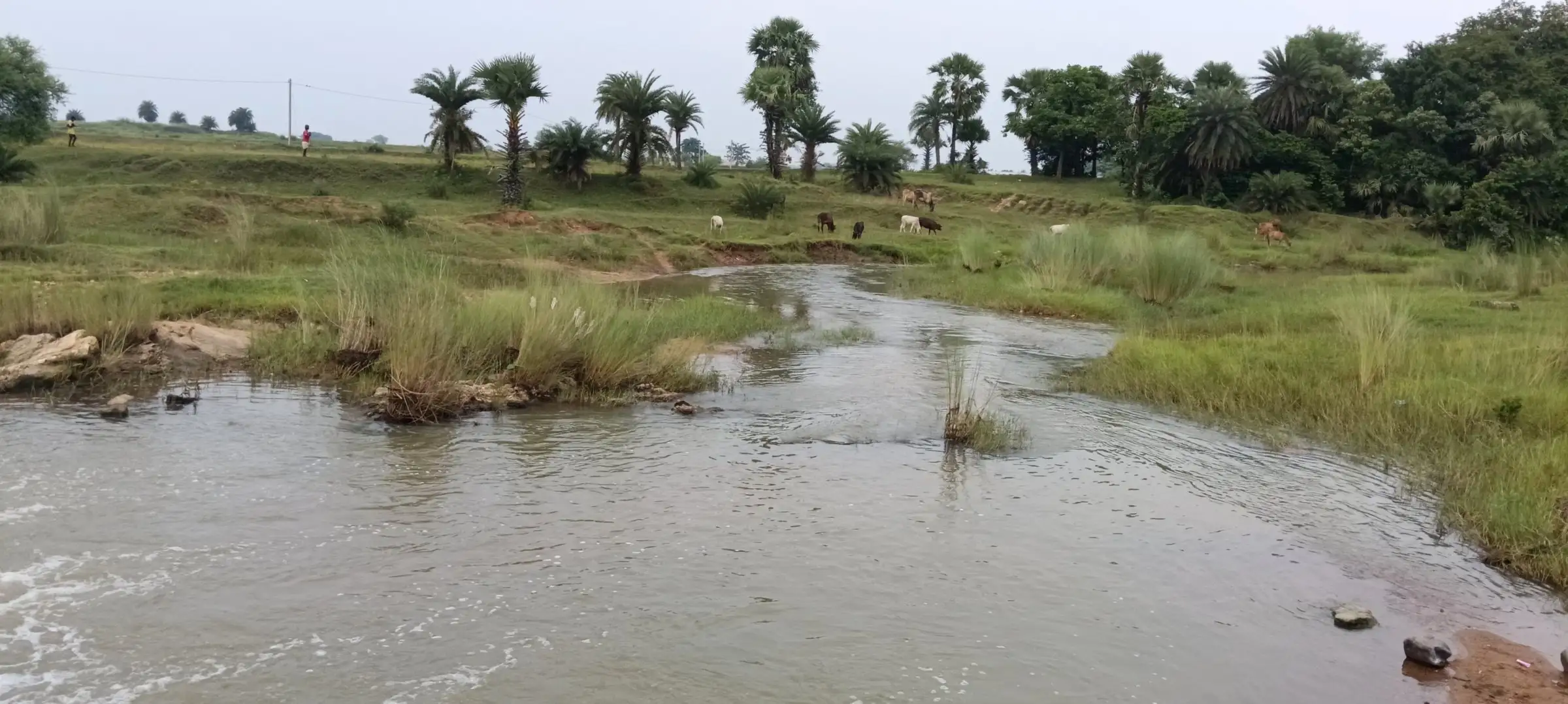 Shallow river running over stones through grassland