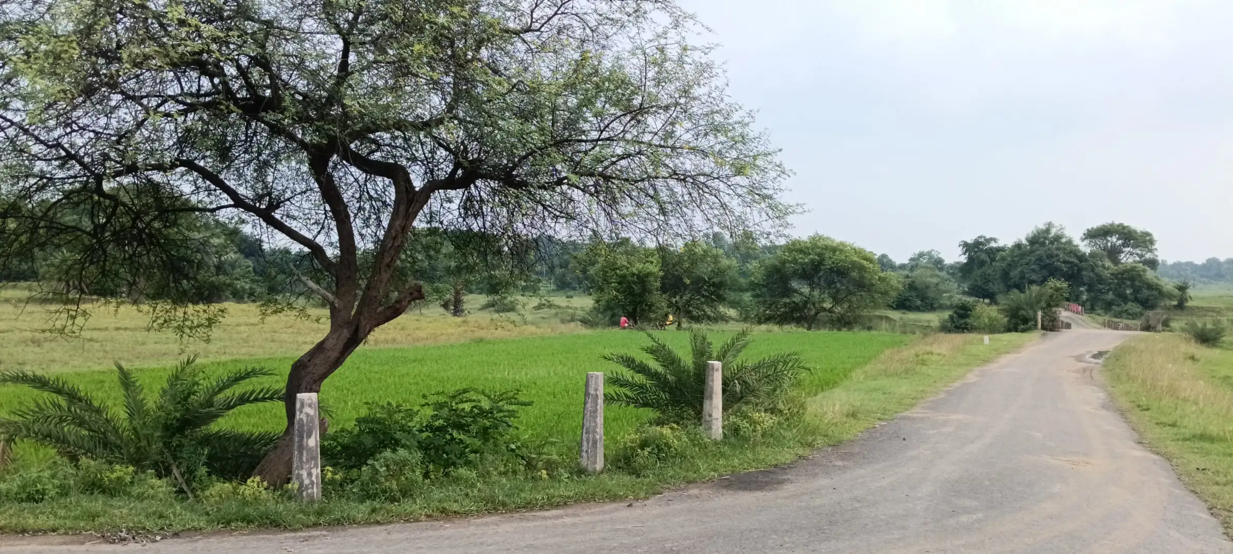 Spreading tree beside a paddy field and road