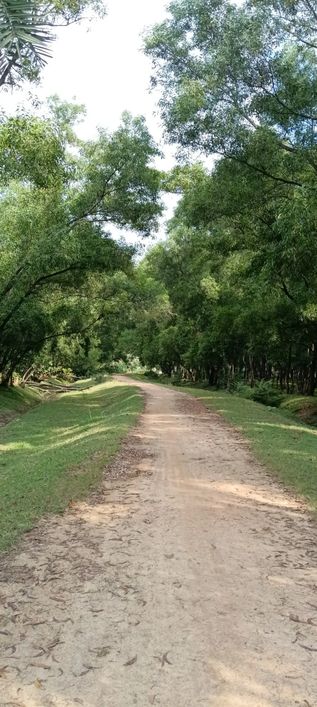 Dirt path under an arching tunnel of trees