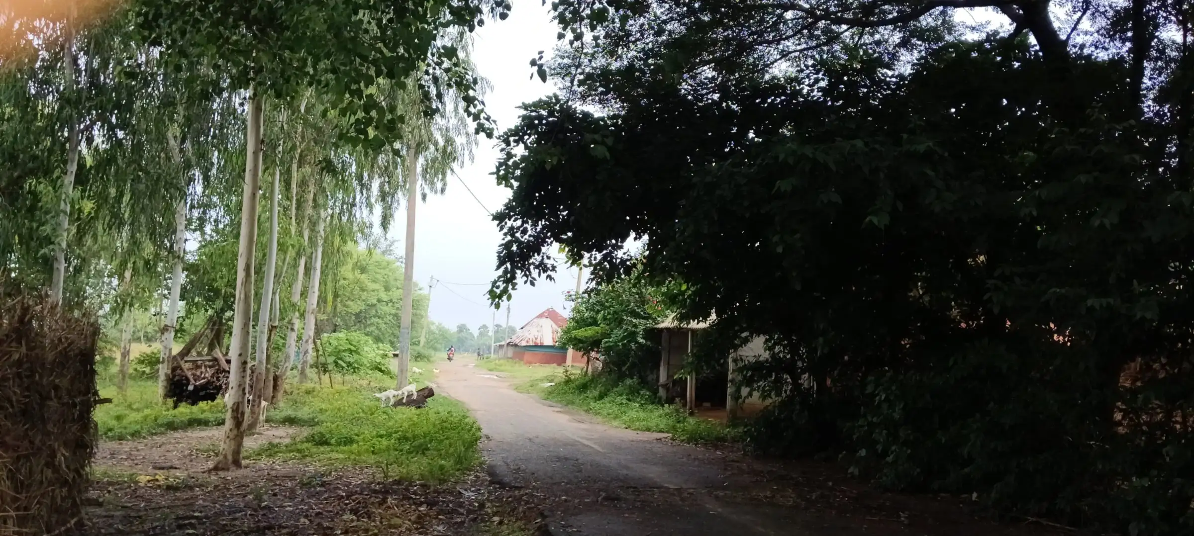 Road disappearing into a tunnel of trees