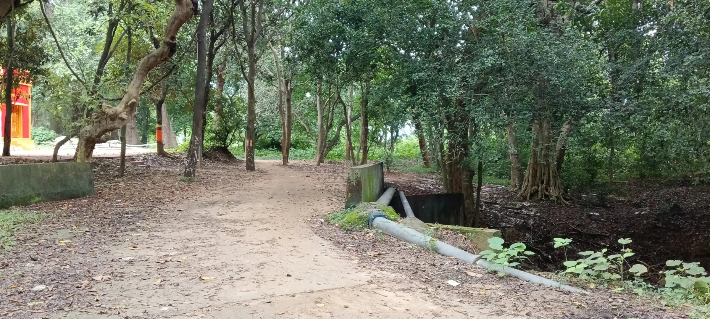 Twisted trees over a forest path