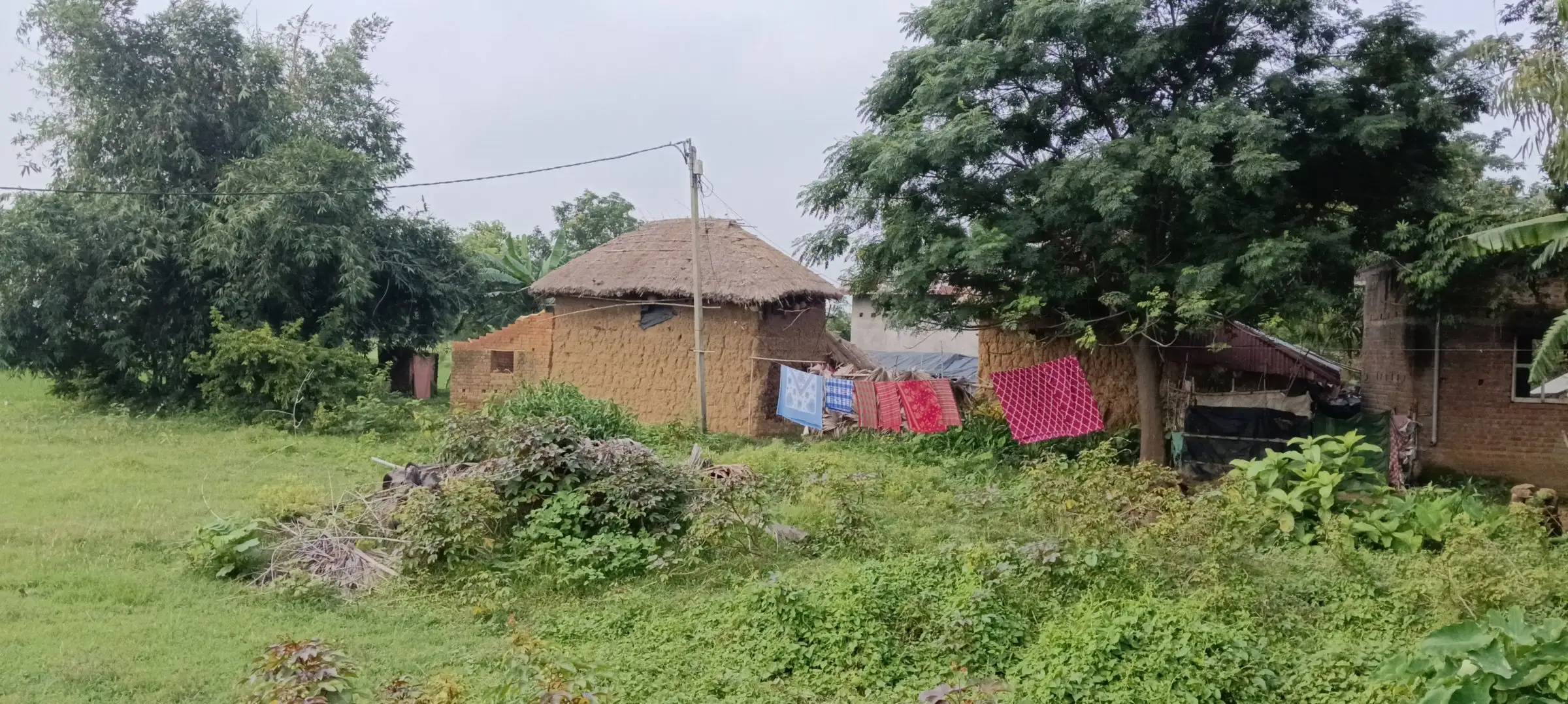 Village edge with thatched homes behind wild greenery